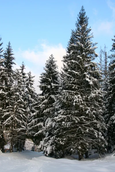 パスと雪に覆われた冬の森 — ストック写真
