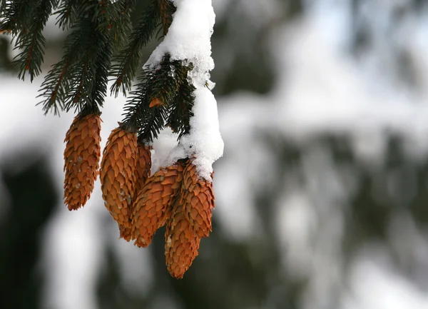 Close-up of fir-tree branches — Stock Photo, Image