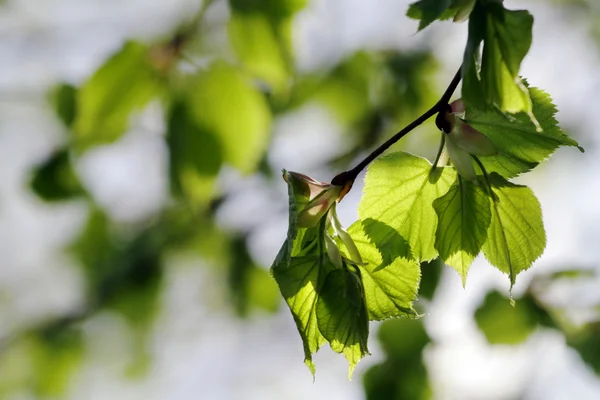 Aspen ramo d'albero con germogli primaverili — Foto Stock