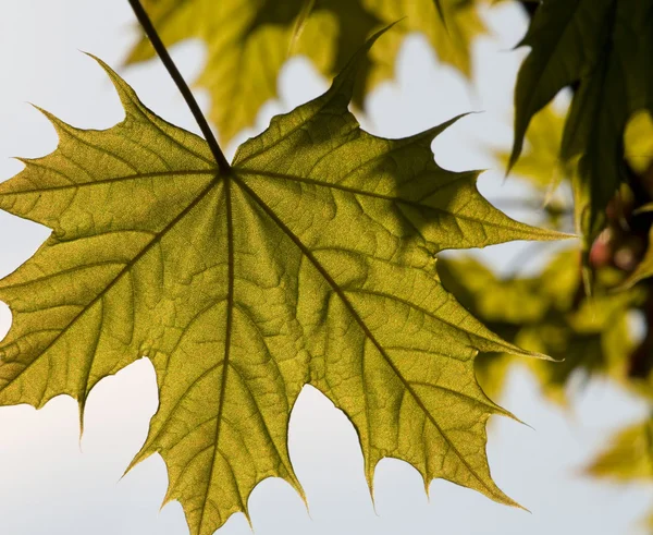 Крупним планом весняний кленовий лист на дереві — стокове фото