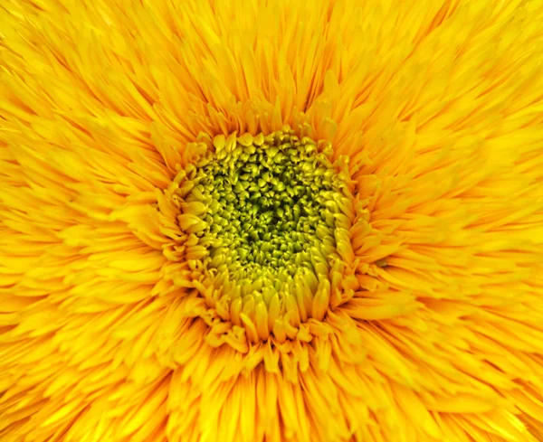 Schöne gelbe Blume — Stockfoto