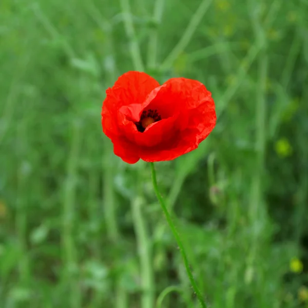 stock image Close-up of single poppy flower