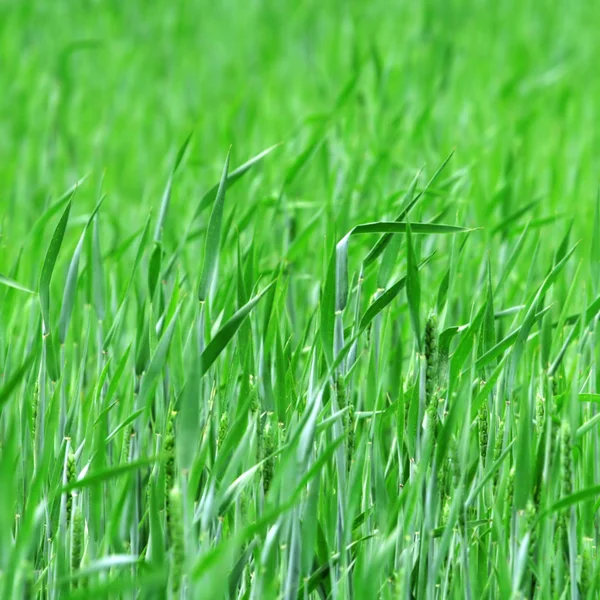 绿色耳朵小麦 — 图库照片