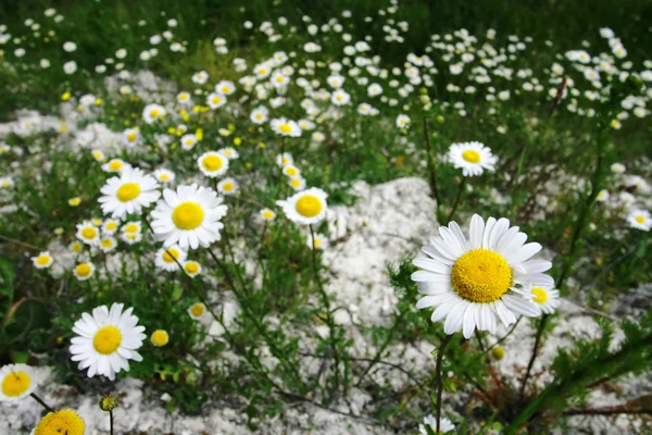 Close-up of camomiles on a field — Stock Photo, Image