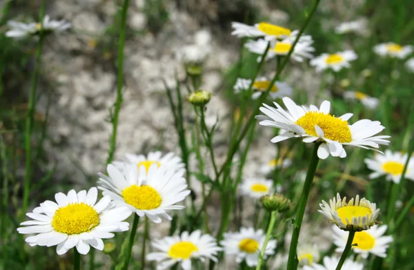 Close-up of camomiles on a field — Stock Photo, Image