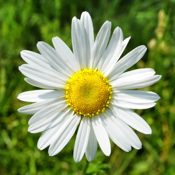 Beautiful camomile flower — Stock Photo, Image