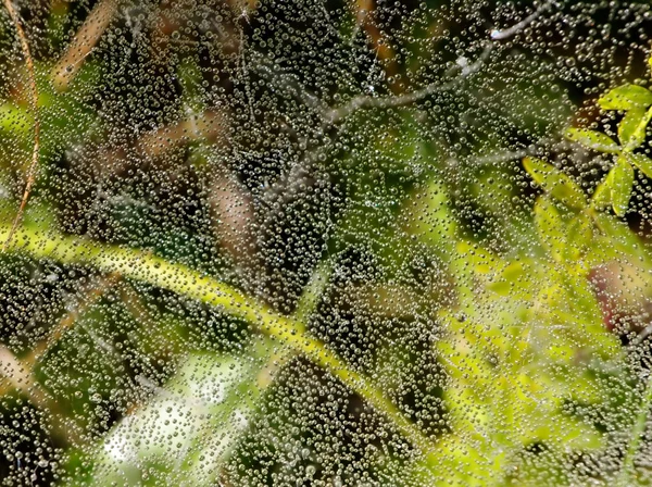 Dew drops on a spiders web — Stock Photo, Image