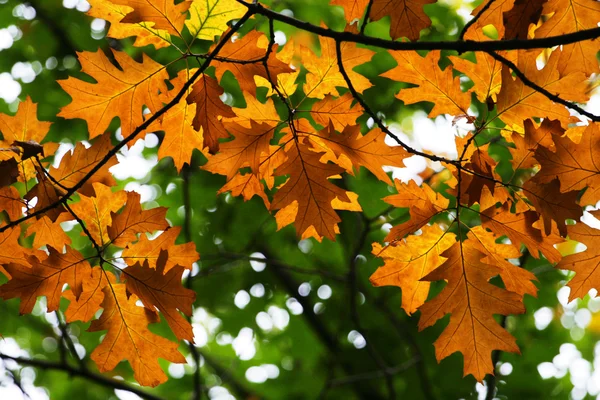 秋のオークの葉の背景 — ストック写真
