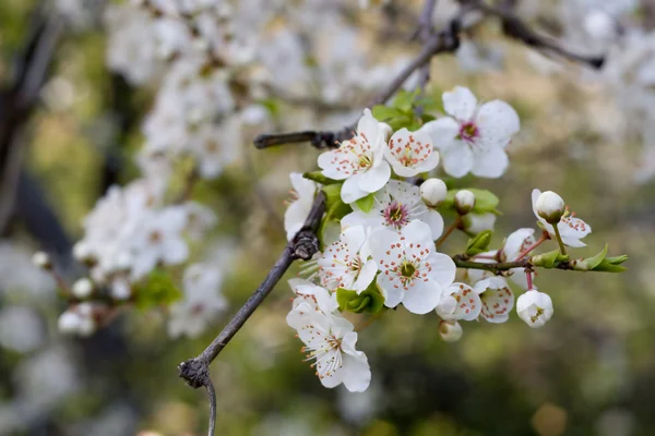 Сherry blossom — Stock Photo, Image