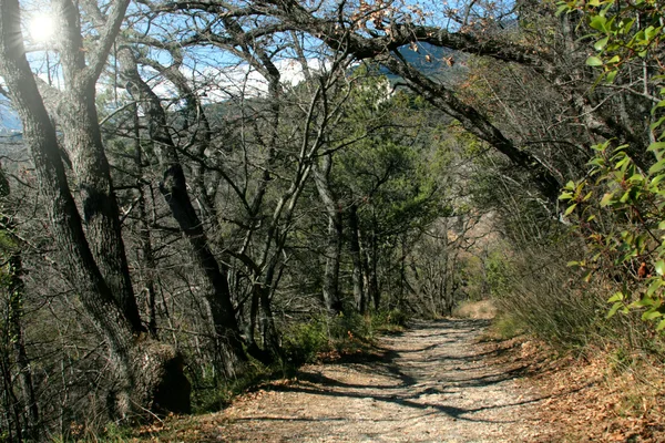 stock image Forest path