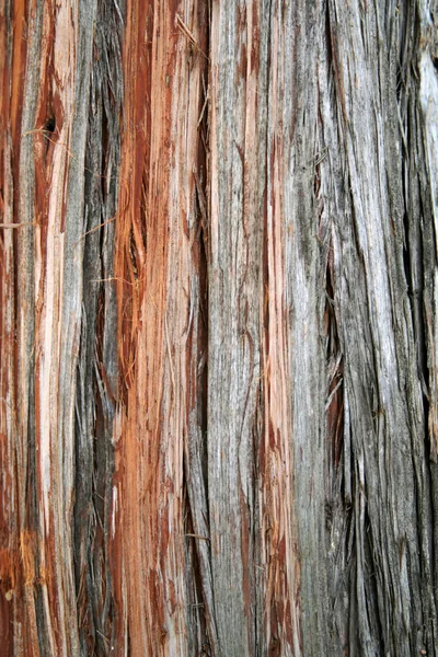Closeup της παλιάς φλοιό δέντρων ιουνιπέρων — Φωτογραφία Αρχείου