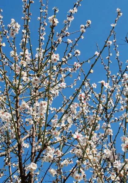 Fleurs de cerisier — Photo