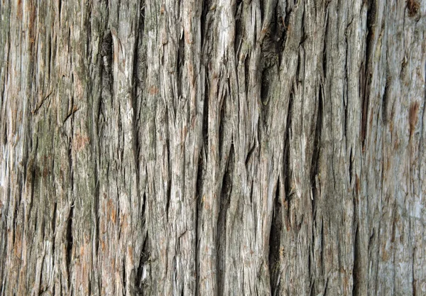 Närbild av gamla juniper tree bark — Stockfoto