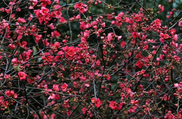Nahaufnahme eines Zweiges mit roten Blüten — Stockfoto