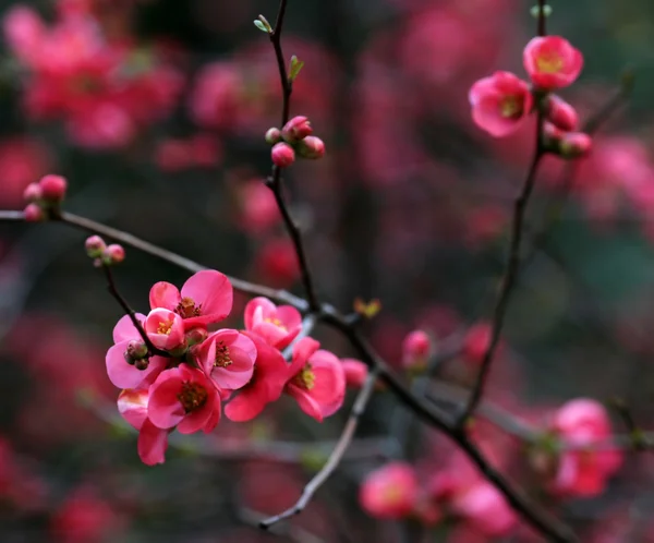 Primer plano de la rama con flores rojas — Foto de Stock