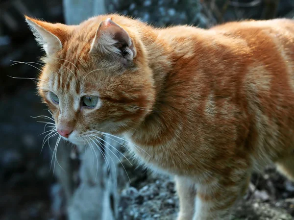 Röd katt närbild porträtt — Stockfoto
