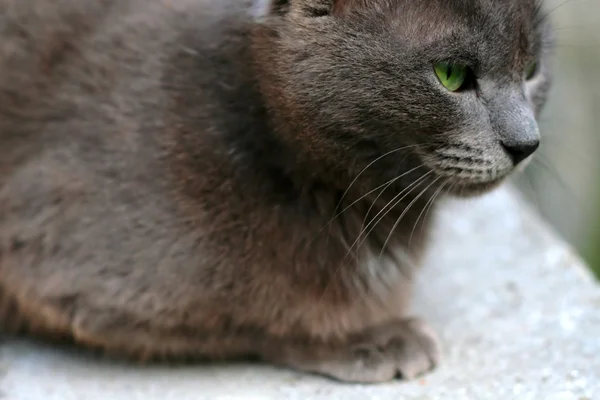 灰色の猫のクローズ アップの肖像画 — ストック写真