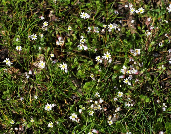 Malé květiny v trávě Stock Snímky