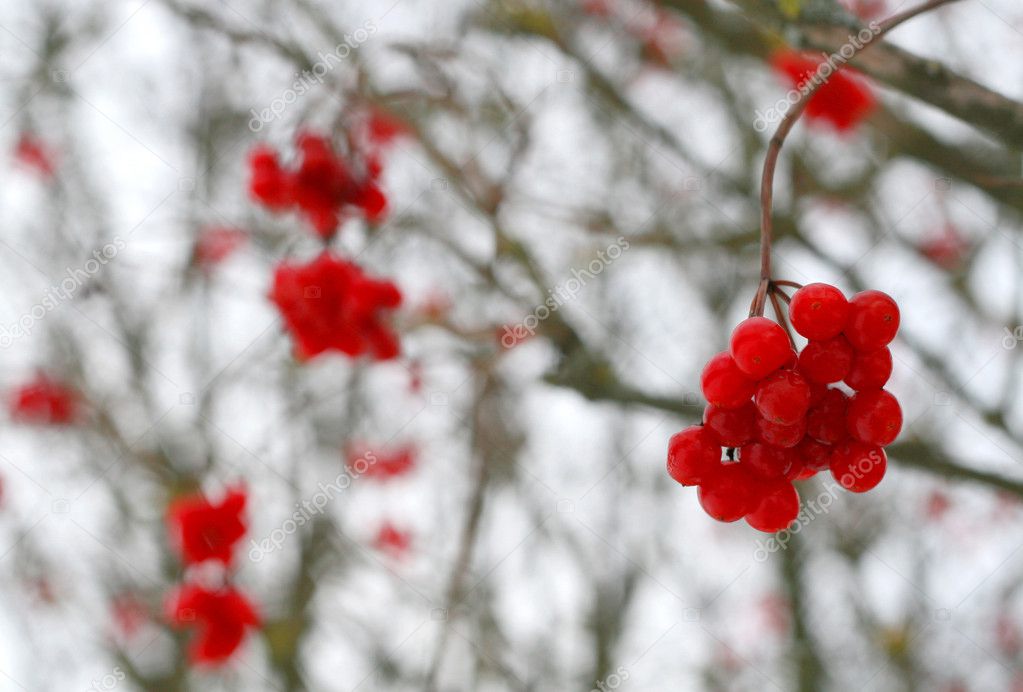 Close-up of red viburnum berries