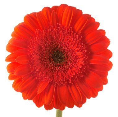 Red gerbera isolated on white clipart