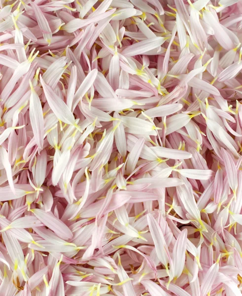 stock image Pink and white petal background