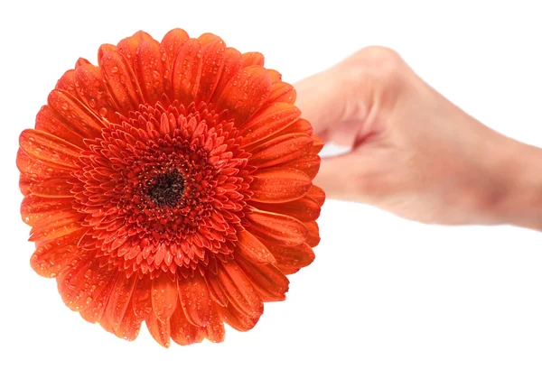 Red gerbera in woman's hand — Stock Photo, Image
