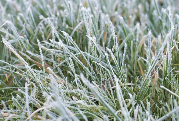 Closeup of frosty grass — Stock Photo, Image