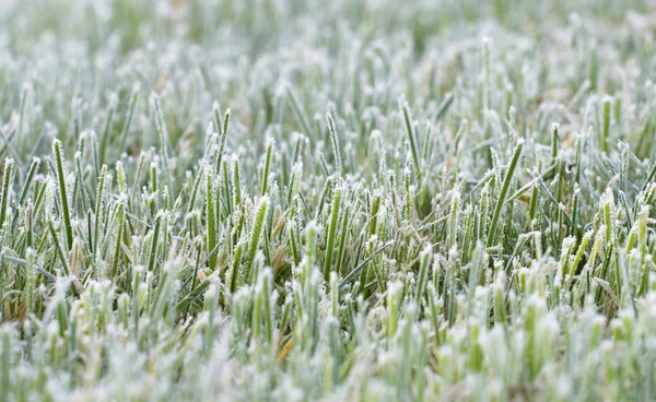 Closeup of frosty grass — Stock Photo, Image