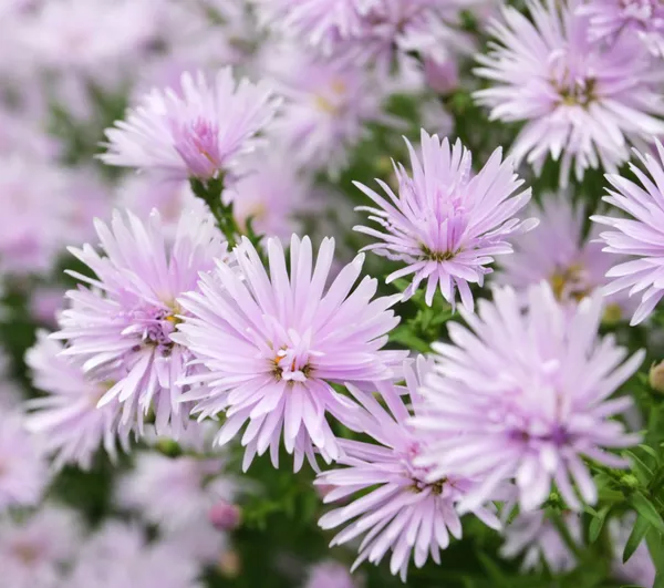 Gyönyörű virágok háttér — Stock Fotó