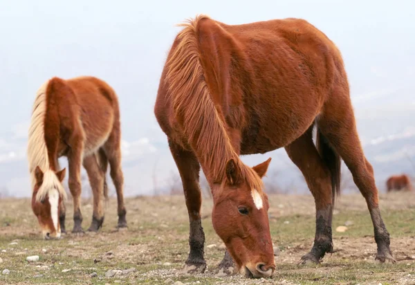 Dois cavalos de pastagem agradáveis — Fotografia de Stock