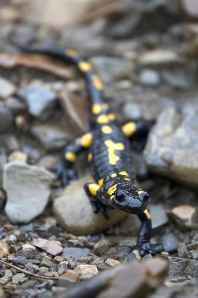 Salamander auf den Steinen — Stockfoto