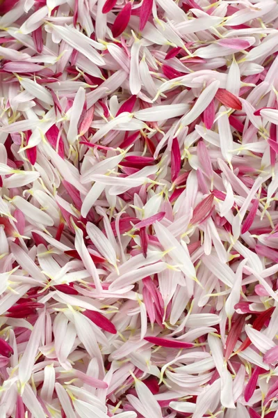 stock image Pink and white petal background