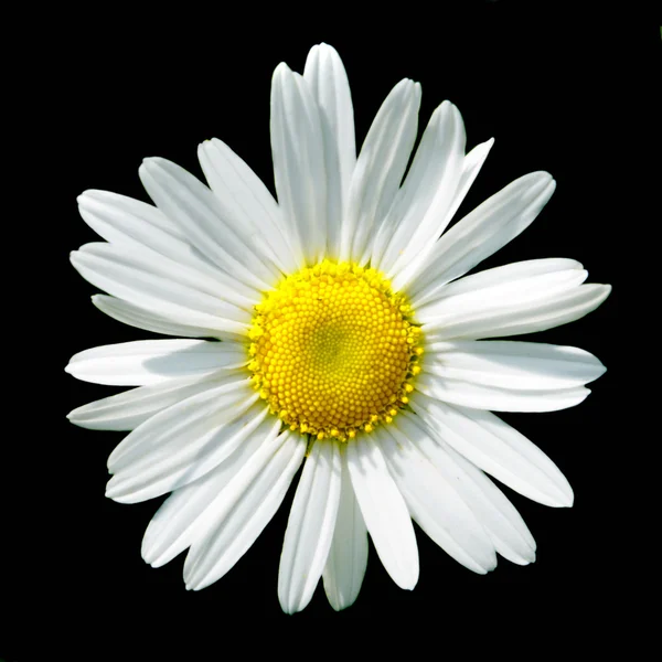 Kamille blomst på sort baggrund - Stock-foto