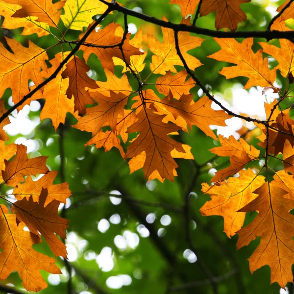 Hojas de roble de otoño amarillo y verde — Foto de Stock