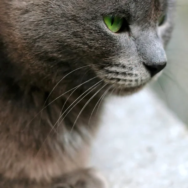 Gray cat closeup portrait — Stock Photo, Image