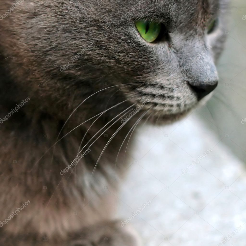 Gray cat closeup portrait