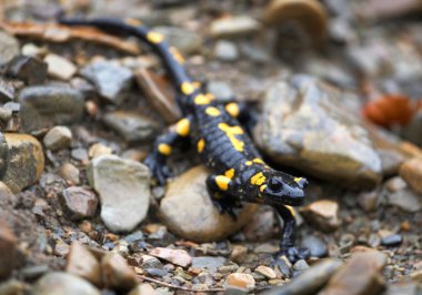 Salamander on the stone clipart