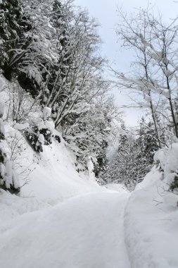 karlı kış orman yolundan