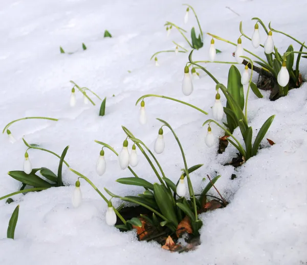 The first snowdrops among thawing snow — Stock Photo, Image