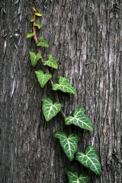 Videira de hera verde rastejando na árvore — Fotografia de Stock
