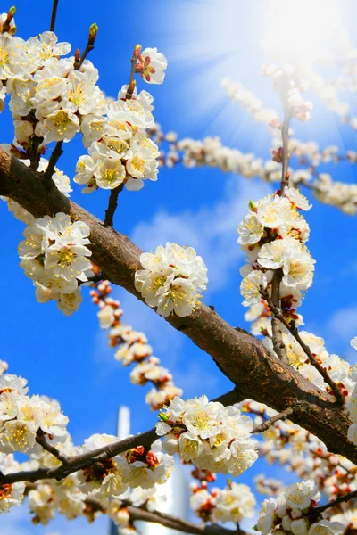 Primavera florescendo cereja sakura ao sol — Fotografia de Stock