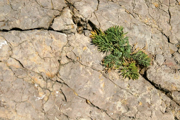Hierba verde en la piedra —  Fotos de Stock