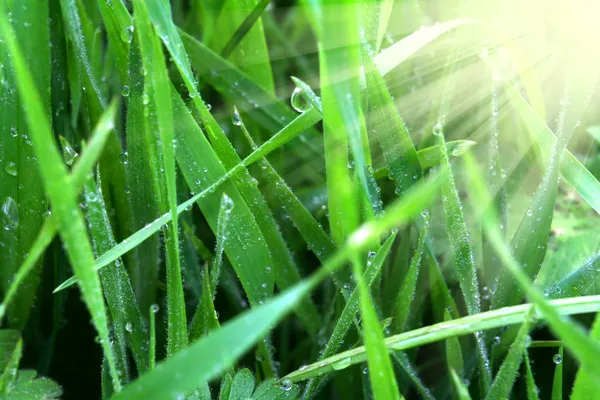 Zielona trawa z rosą o wschodzie słońca — Zdjęcie stockowe