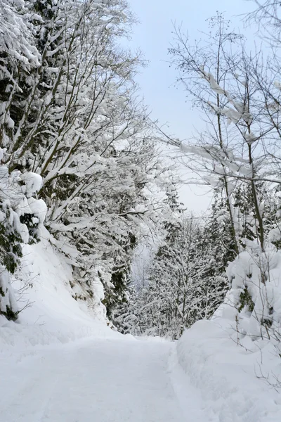 Χειμώνα χιονισμένο δάσος με μονοπάτι — Φωτογραφία Αρχείου