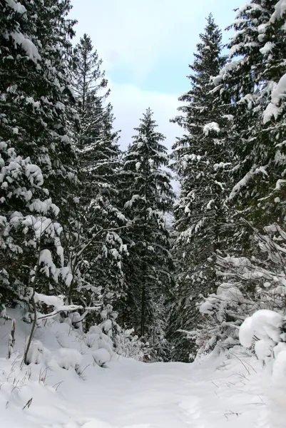 Χειμώνα χιονισμένο δάσος με μονοπάτι — Φωτογραφία Αρχείου