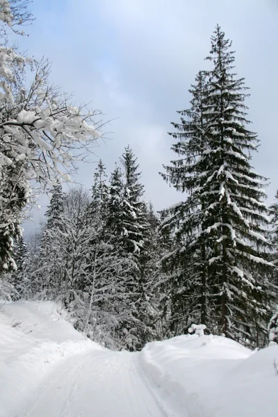 Сніговий зимовий ліс зі стежкою — стокове фото