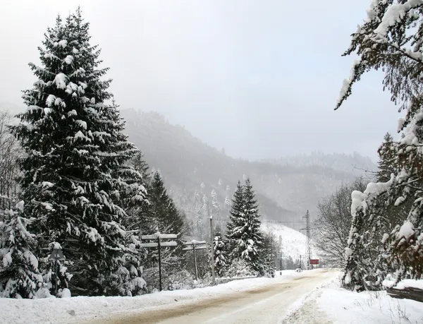 나무 아래에서 개눈 덮인 겨울 산에서도 — 스톡 사진