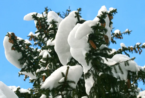 Branche de sapin avec neige — Photo