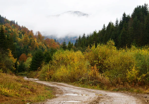 Дорога через осінній ліс — стокове фото