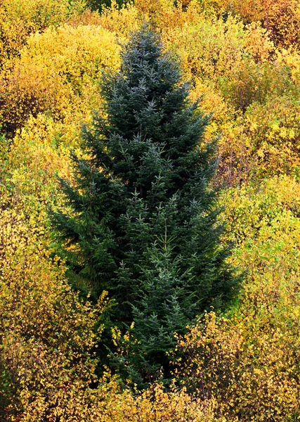 Zielone drzewo przed żółty jesień las — Zdjęcie stockowe